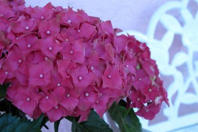 Hydrangea and Bench