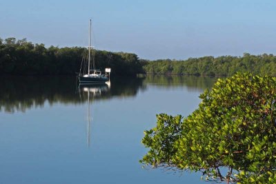 Sailboat and Mangrove Morning