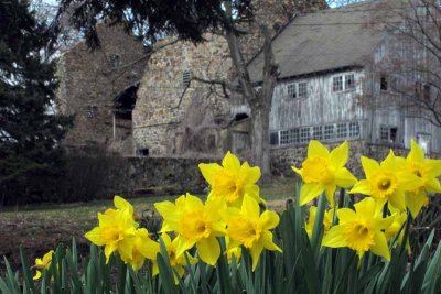 Daffodils and Barns