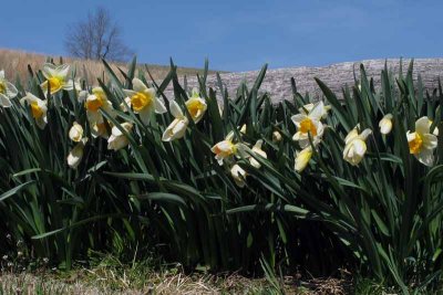 Hillside Daffodils