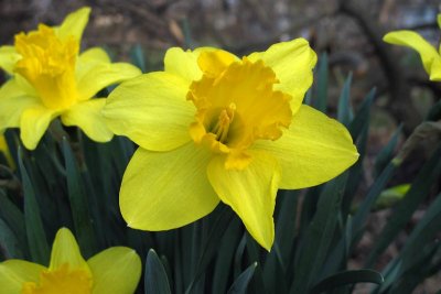 Delightful Daffodil 