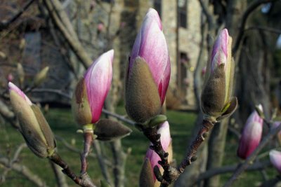 Magnolia Blossoming