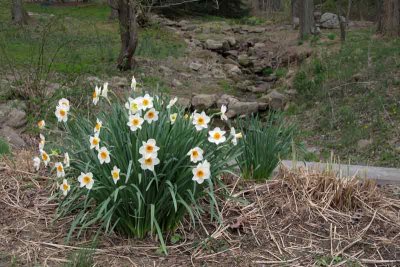 Daffodils By The Stream