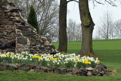 Daffodils and Stone (14)
