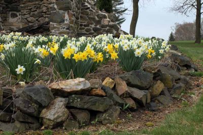 Daffodils and Stone (16)