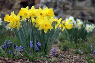 A Daffodil Study (26)