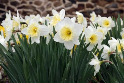 A Daffodil Study (29)
