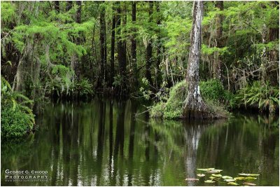 The front pond at Big Cypress Gallery
