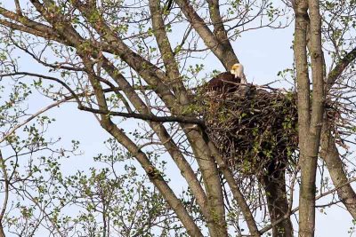 Protective Mother 