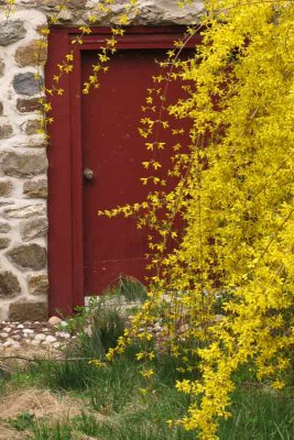 Basement Door and Forsythia