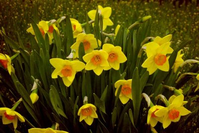 Dazzling Daffodils (73)