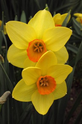 Dazzling Daffodils (77)