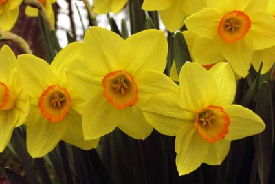 Dazzling Daffodils (79)