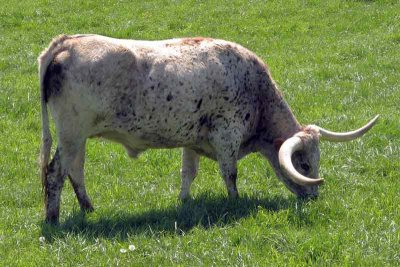 King Ranch Longhorn Cattle (82)