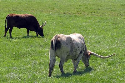 King Ranch Longhorn Cattle (84)