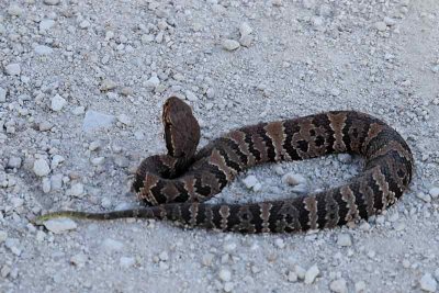 A Young Cottonmouth Water Moccasin (1405)