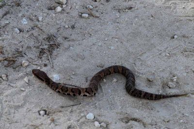 A Young Cottonmouth Water Moccasin (1412)