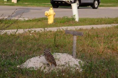 Burrowing Owls in Our Midst (280)
