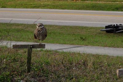 Burrowing Owls in Our Midst (283)