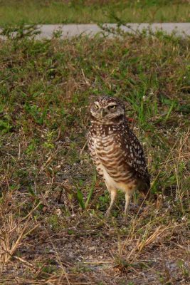 Burrowing Owls in Our Midst (288)