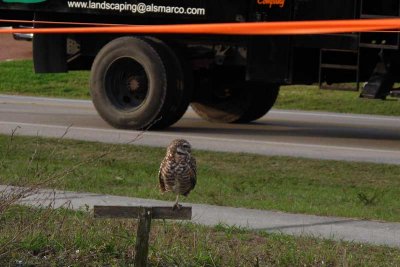 Burrowing Owls in Our Midst (289)