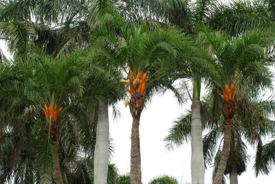 Palm Tree Colors (316)