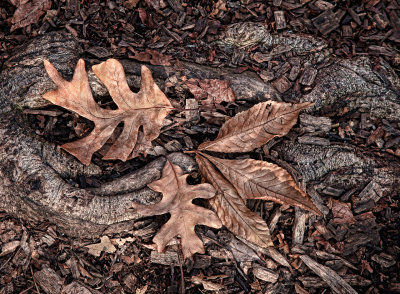 4501-ann arbor oak leaves