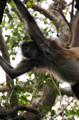Spider Monkeys - Cancun 04/13