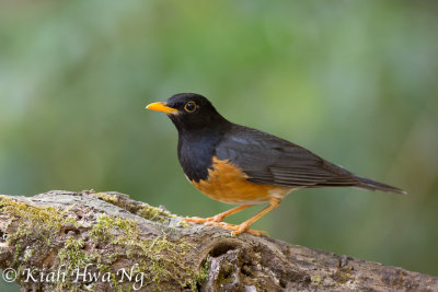 Black-breasted Thrush