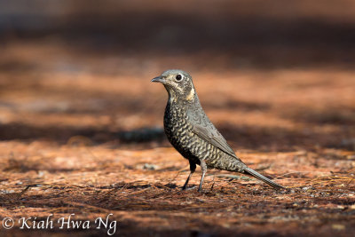 Chestnut-bellied Rock-Thrush