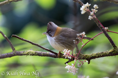 Whiskered Yuhina