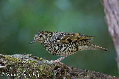 Scaly Thrush