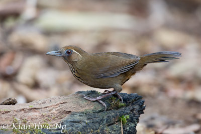 Spot-breasted Laughingthrush