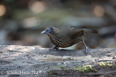 Spot-breasted Laughingthrush