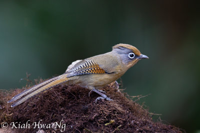 Spectacled Barwing