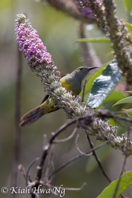 Fire-tailed Sunbird