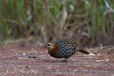 Mountain Bamboo Partridge