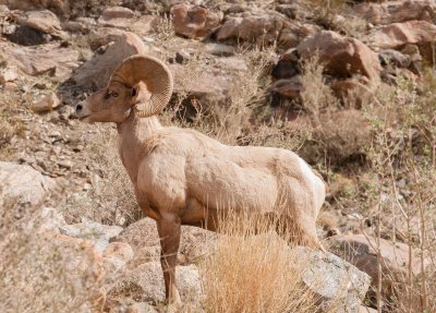 Ram on the Rocks