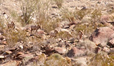 Rams on the Move