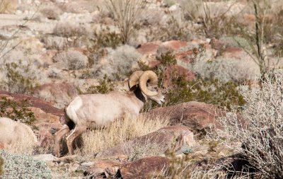 Big Horn sheep in Anza Borrego State Park