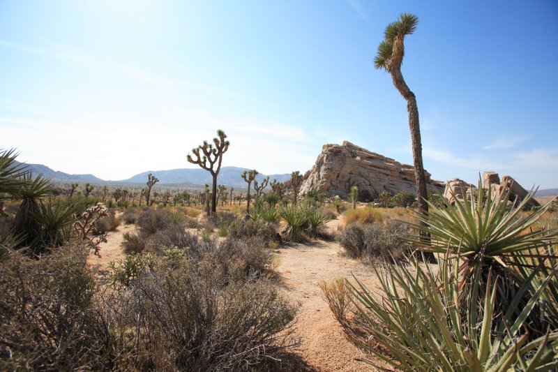 Joshua Tree National Park