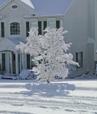 Sparkling Tree