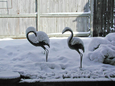 Birds in the Snow