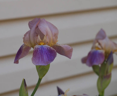 Iris