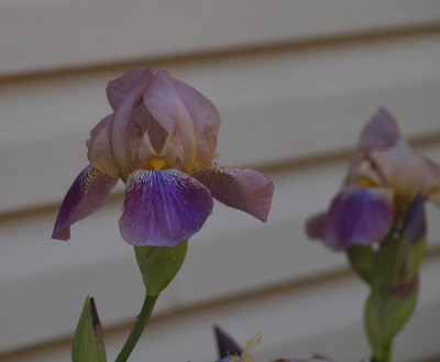 Iris