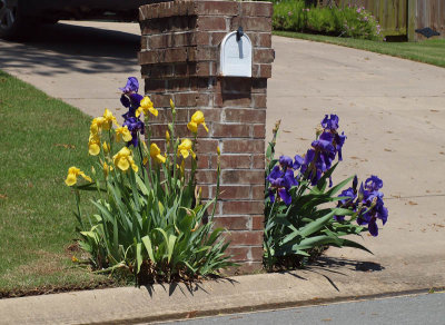 Iris at the Mailbox