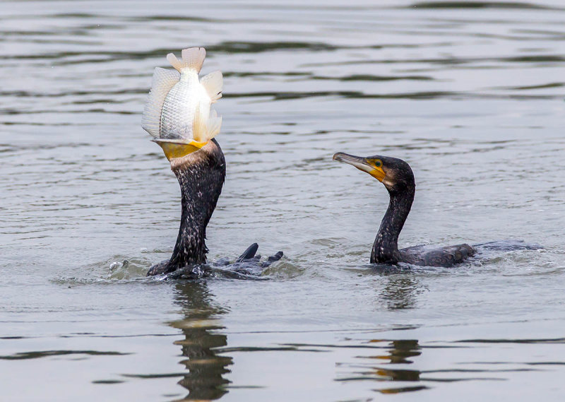 Cormorant