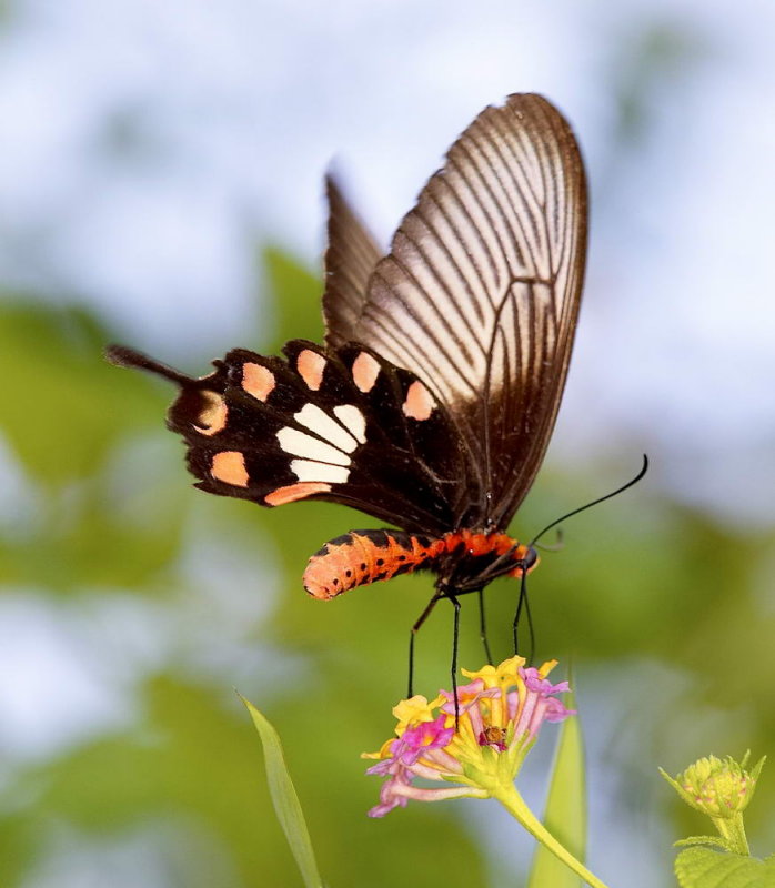 Common Rose 紅珠鳳蝶Pachliopta Aristolochiae