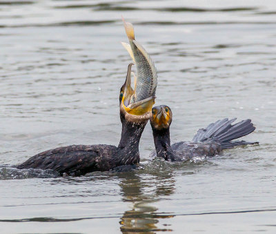 Cormorant