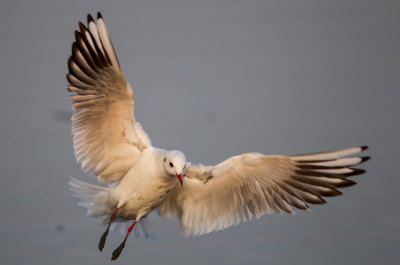 Black-headed Gull 紅咀鷗